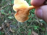 Hygrophoropsis aurantiaca image