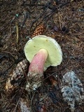 Caloboletus calopus image