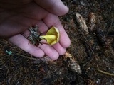 Gymnopus peronatus image