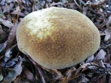 Inonotus dryadeus image