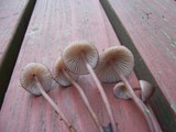 Mycena purpureofusca image