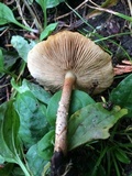 Pholiota terrestris image