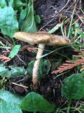Pholiota terrestris image