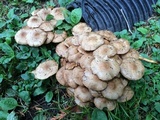 Pholiota terrestris image