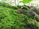 Oudemansiella mucida image