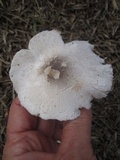 Leucoagaricus barssii image