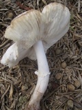 Leucoagaricus barssii image