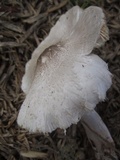 Leucoagaricus barssii image