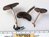 Entoloma vernum image