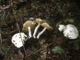 Suillus placidus image