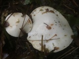 Suillus placidus image