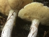 Suillus placidus image