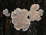 Aleurodiscus oakesii image
