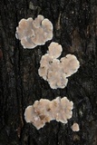 Aleurodiscus oakesii image
