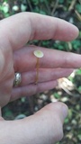 Mycena crocea image