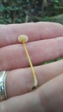 Mycena crocea image