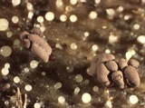 Helicogloea compressa image