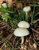Cuphophyllus virgineus image