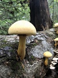 Gymnopilus luteus image