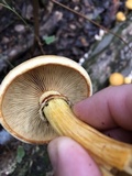 Gymnopilus luteus image