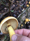 Gymnopilus luteus image