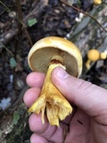 Gymnopilus luteus image