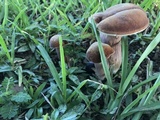 Tylopilus ferrugineus image