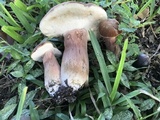 Tylopilus ferrugineus image