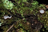 Humaria hemisphaerica image
