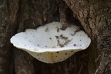 Pleurotus dryinus image