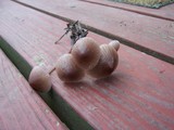 Mycena purpureofusca image