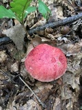 Boletus roodyi image