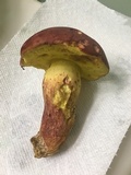 Boletus roodyi image