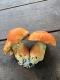 Tylopilus balloui image