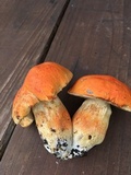 Gyroporus ballouii image