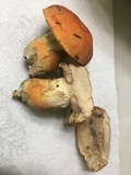 Gyroporus ballouii image