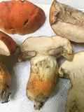 Gyroporus ballouii image