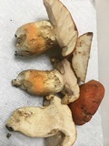 Tylopilus balloui image