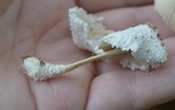 Leucocoprinus cepistipes image