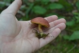 Boletus subfraternus image