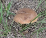 Tylopilus ferrugineus image