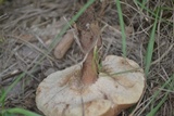 Tylopilus ferrugineus image