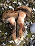Paxillus involutus image