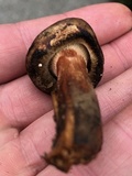 Paxillus involutus image