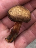 Paxillus involutus image