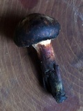 Paxillus involutus image