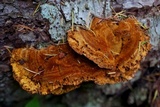 Pycnoporellus fulgens image