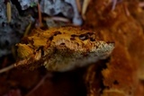 Pycnoporellus fulgens image