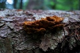 Pycnoporellus fulgens image