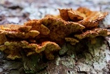 Pycnoporellus fulgens image